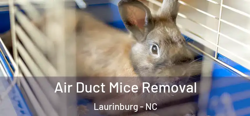  Air Duct Mice Removal Laurinburg - NC